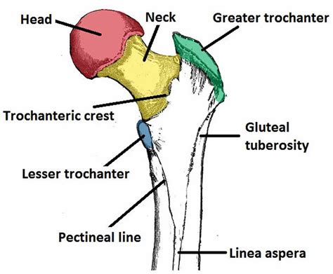 crown of femurs|lesser trochanter.